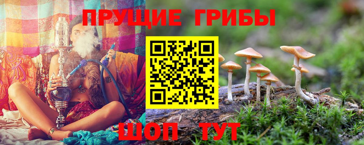 Псилоцибиновые грибы Psilocybe  Вход с VPN  Строитель 